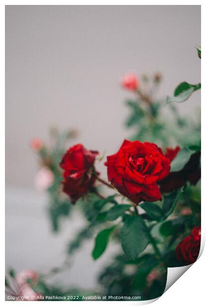 Red roses on the bush Print by Alla Pashkova