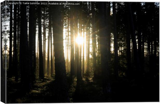Magic Light in Forest Canvas Print by Taina Sohlman