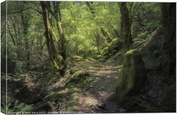 Moss Covered Rocks and Trees at a Deep Forest in Galicia, Spain Canvas Print by Pere Sanz