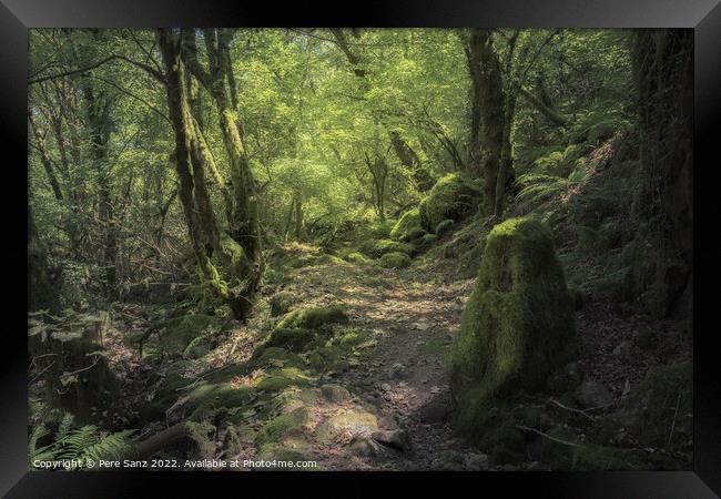 Moss Covered Rocks and Trees at a Deep Forest in Galicia, Spain Framed Print by Pere Sanz