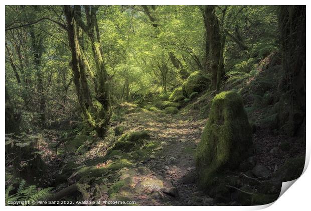 Moss Covered Rocks and Trees at a Deep Forest in Galicia, Spain Print by Pere Sanz
