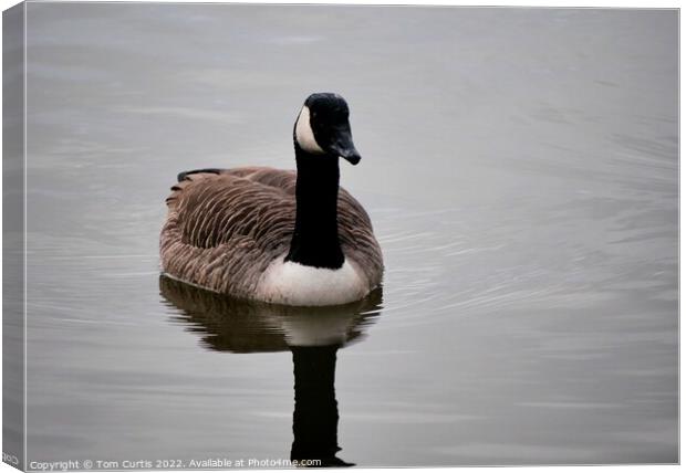 Canada Goose Canvas Print by Tom Curtis