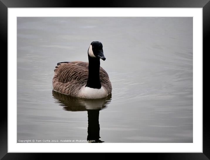 Canada Goose Framed Mounted Print by Tom Curtis