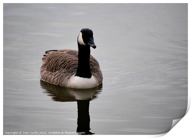 Canada Goose Print by Tom Curtis