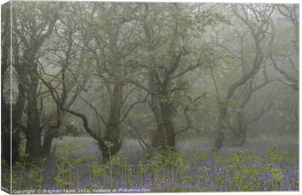 Misty Trees Canvas Print by Stephen Taylor