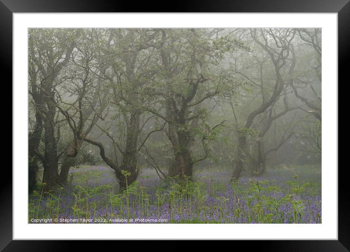 Misty Trees Framed Mounted Print by Stephen Taylor