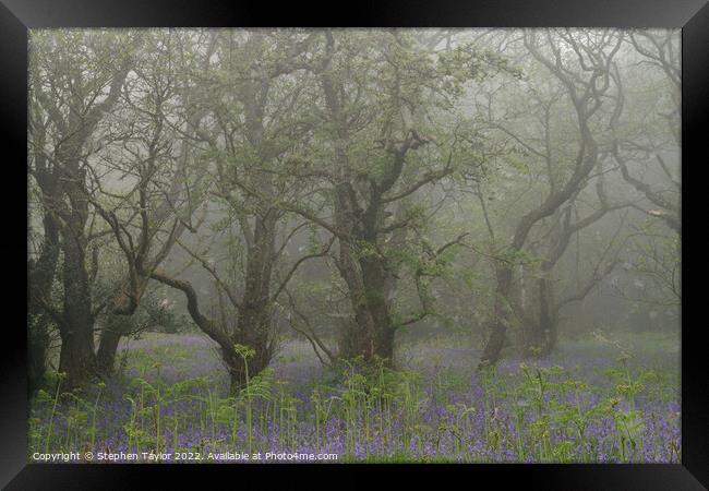 Misty Trees Framed Print by Stephen Taylor