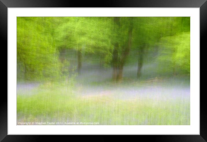 Kinclaven Bluebell woods Framed Mounted Print by Stephen Taylor