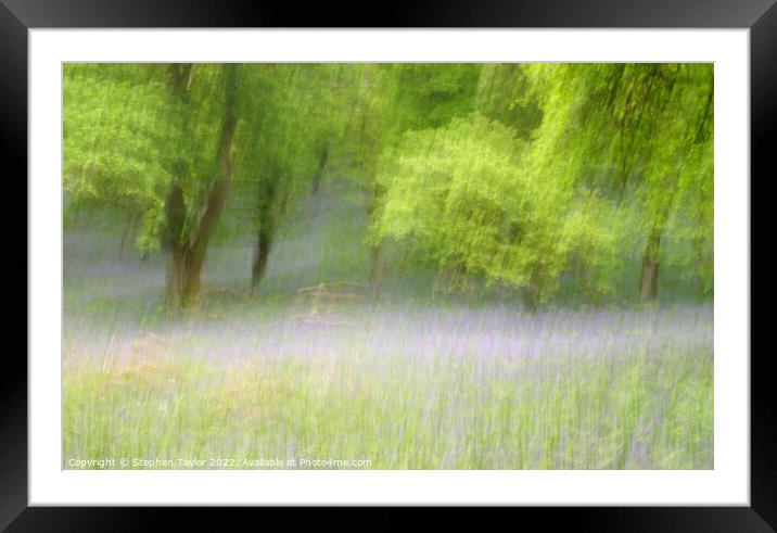 Kinclaven Bluebell woods Framed Mounted Print by Stephen Taylor