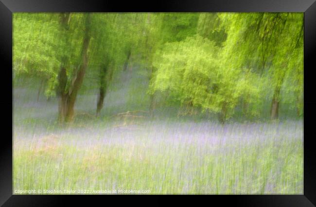 Kinclaven Bluebell woods Framed Print by Stephen Taylor