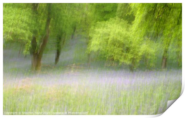 Kinclaven Bluebell woods Print by Stephen Taylor