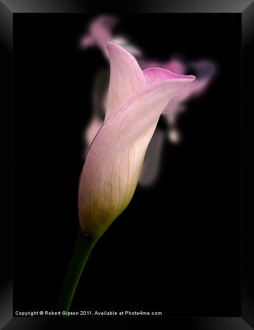 Calla lily Scent For You Framed Print by Robert Gipson