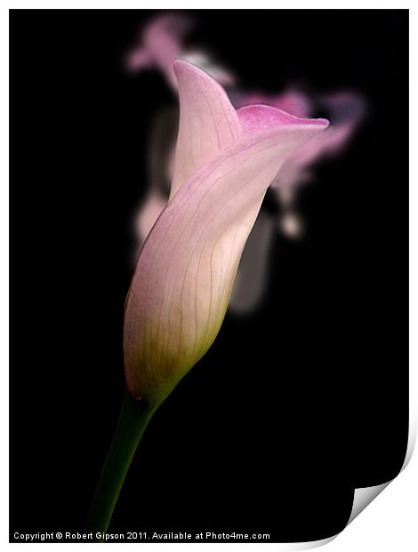 Calla lily Scent For You Print by Robert Gipson