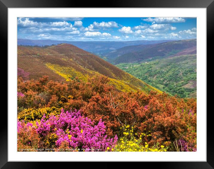 Galician Mountain Bloom Framed Mounted Print by Roger Mechan