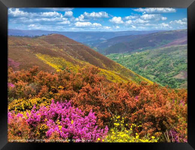 Galician Mountain Bloom Framed Print by Roger Mechan