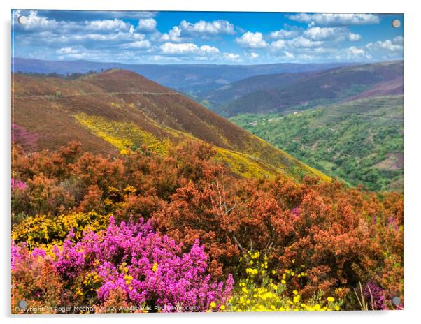 Galician Mountain Bloom Acrylic by Roger Mechan