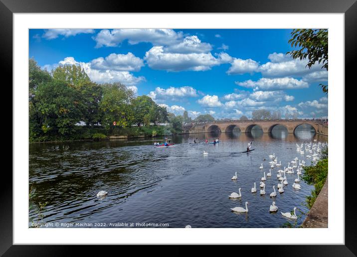 Graceful Swans on River Severn Framed Mounted Print by Roger Mechan