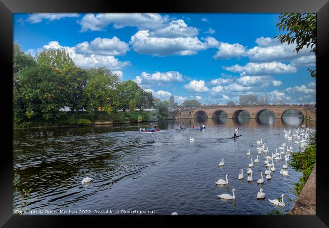 Graceful Swans on River Severn Framed Print by Roger Mechan