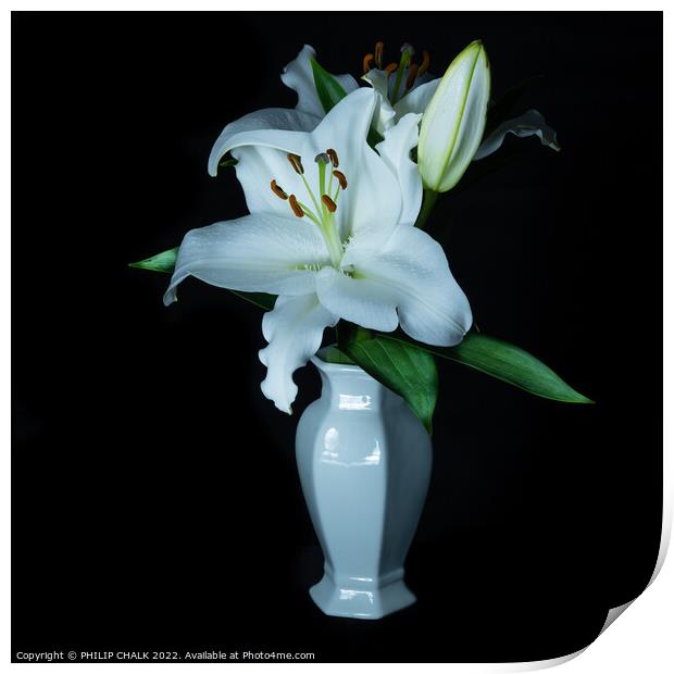 White Lily in a vase 677 Print by PHILIP CHALK