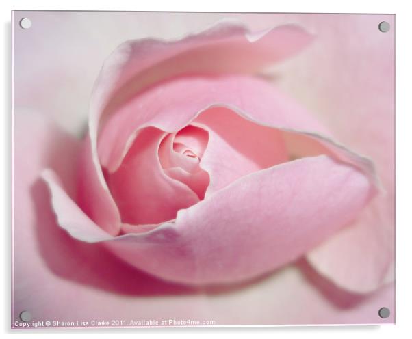 Angels bloom Acrylic by Sharon Lisa Clarke