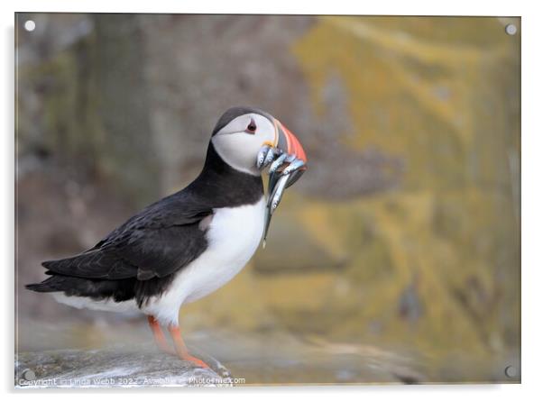 Atlantic Puffin with beak full of sand eels Acrylic by Linda Webb