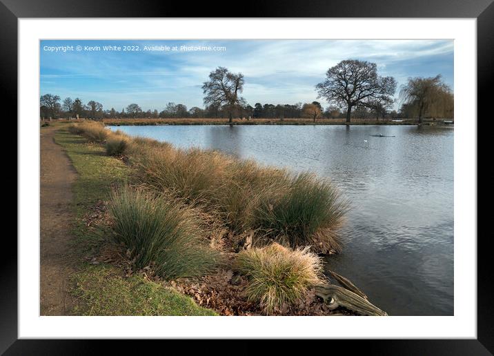 Long grass growing by pond Framed Mounted Print by Kevin White