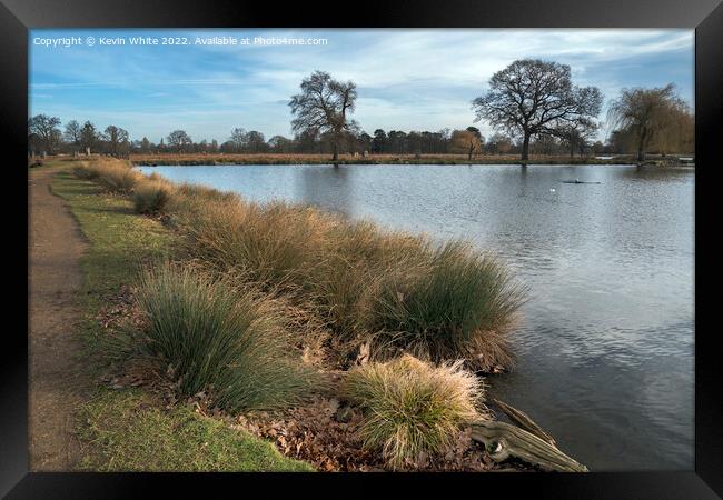 Long grass growing by pond Framed Print by Kevin White