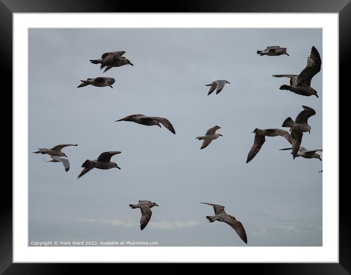Gulls on a Mission. Framed Mounted Print by Mark Ward