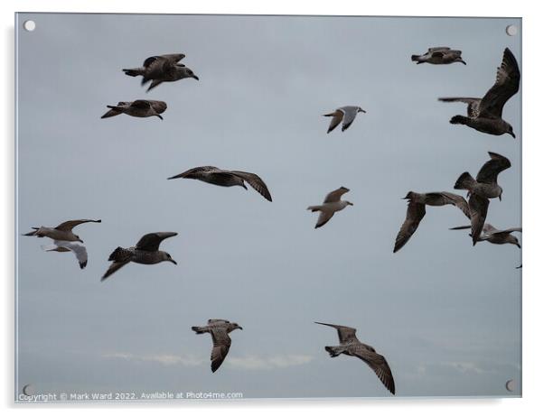 Gulls on a Mission. Acrylic by Mark Ward