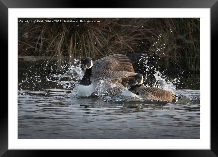 Double splash Framed Mounted Print by Kevin White