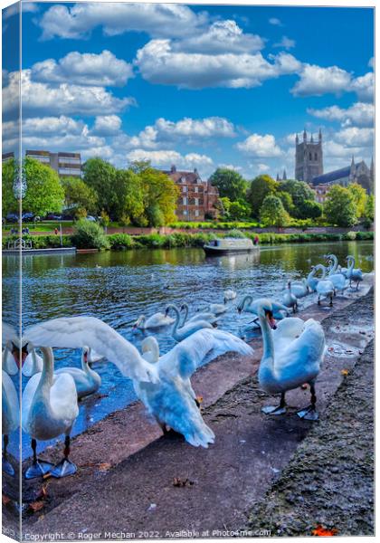 Graceful Swans Glide by Worcester Cathedral Canvas Print by Roger Mechan