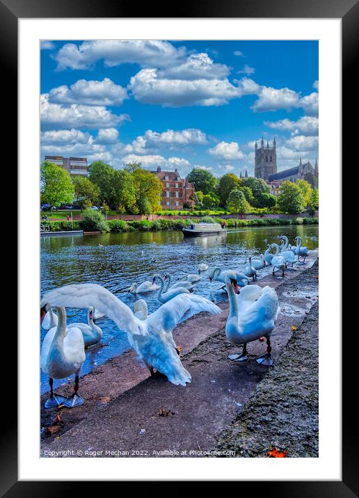 Graceful Swans Glide by Worcester Cathedral Framed Mounted Print by Roger Mechan