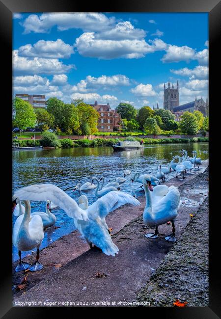 Graceful Swans Glide by Worcester Cathedral Framed Print by Roger Mechan