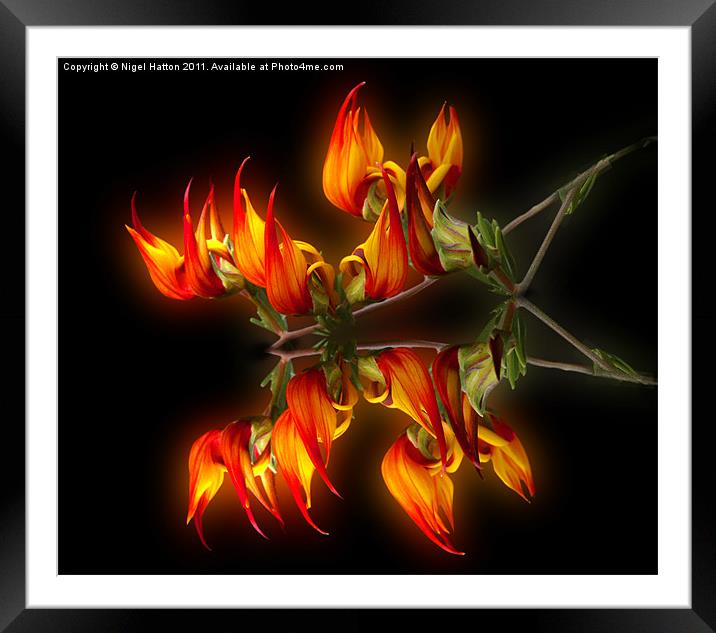 Flame Flower Framed Mounted Print by Nigel Hatton