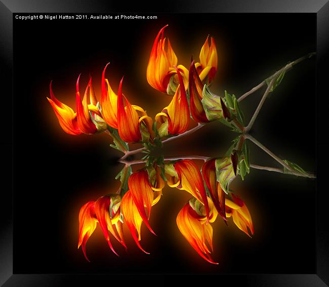 Flame Flower Framed Print by Nigel Hatton