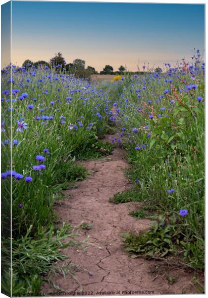 Path through the blue fields Canvas Print by David McGeachie