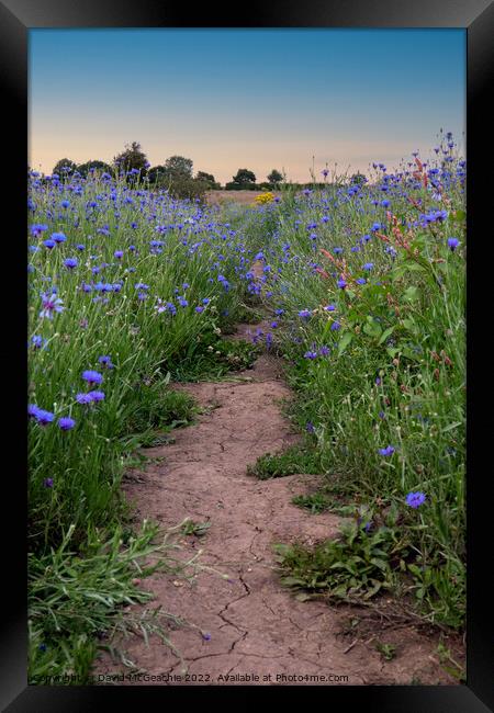 Path through the blue fields Framed Print by David McGeachie