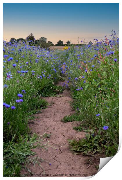 Path through the blue fields Print by David McGeachie