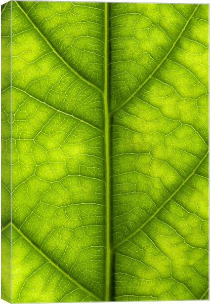 Avocado leaf Canvas Print by Gary Eason