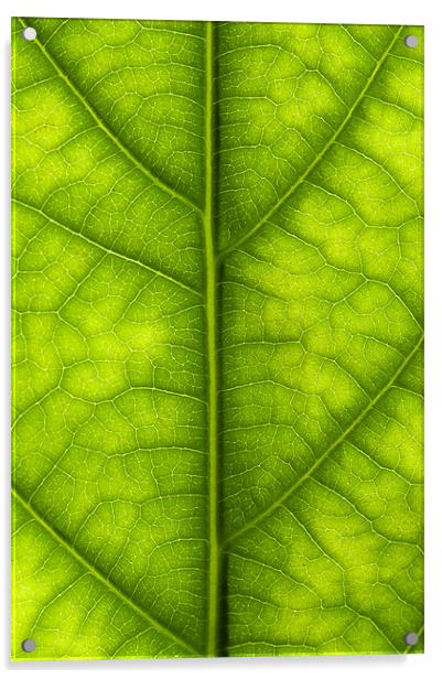 Avocado leaf Acrylic by Gary Eason