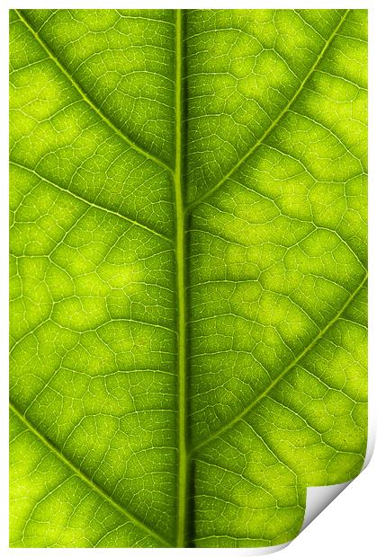 Avocado leaf Print by Gary Eason