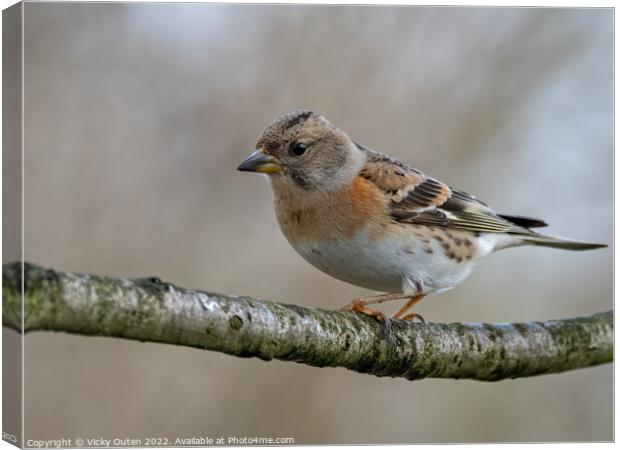 A female brambling perched on a tree branch Canvas Print by Vicky Outen