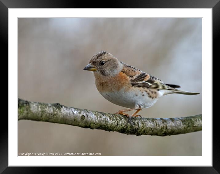 A female brambling perched on a tree branch Framed Mounted Print by Vicky Outen