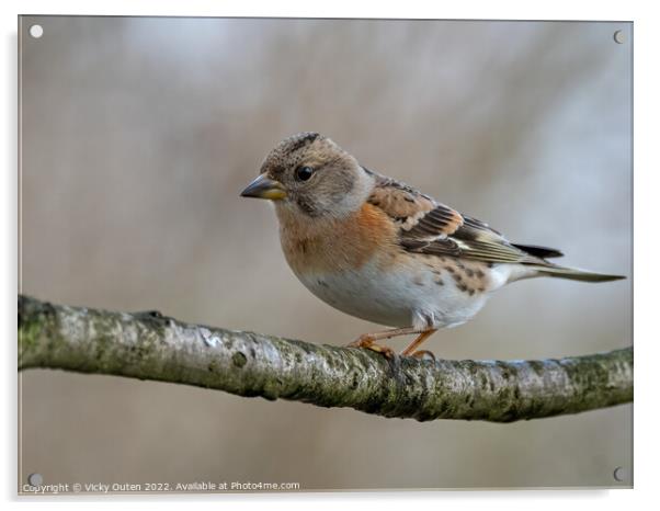 A female brambling perched on a tree branch Acrylic by Vicky Outen