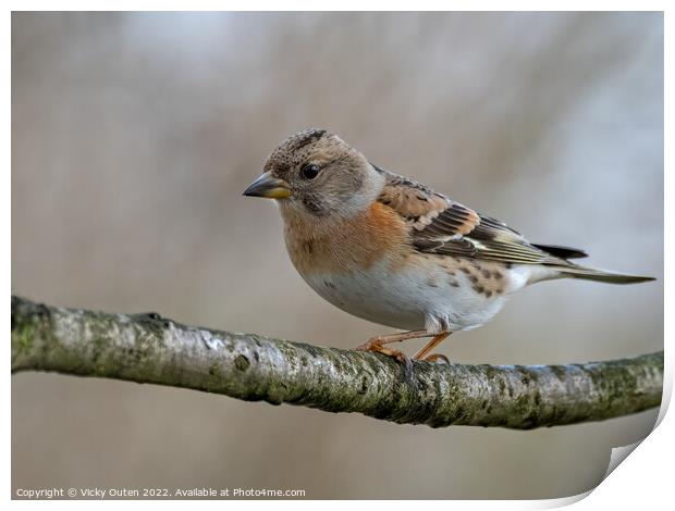 A female brambling perched on a tree branch Print by Vicky Outen