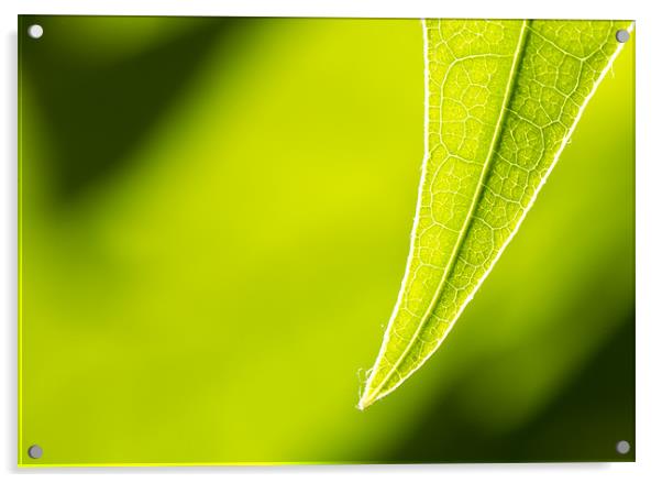 Avocado leaf Acrylic by Gary Eason
