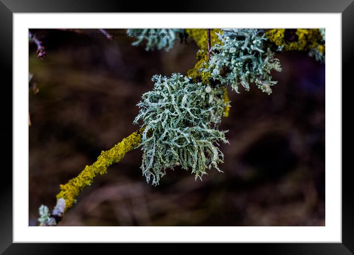 Lichen Framed Mounted Print by Stuart C Clarke