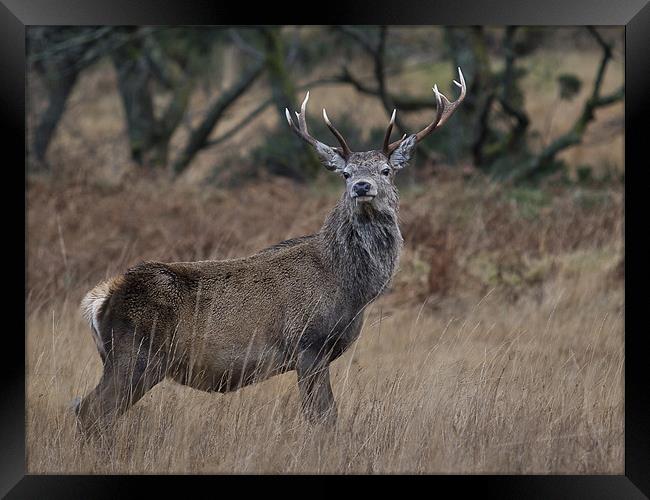 Red deer stag, Glen Etive Framed Print by Gary Eason