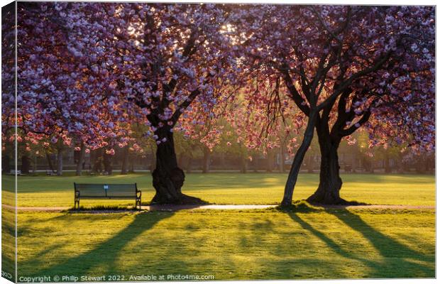 The Meadows Blossom Canvas Print by Philip Stewart