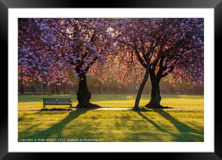 The Meadows Blossom Framed Mounted Print by Philip Stewart